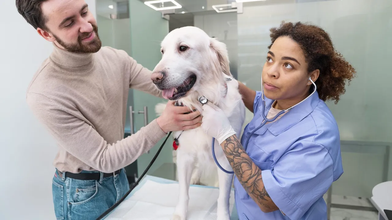 Veterinária examinando um cachorro em uma clínica