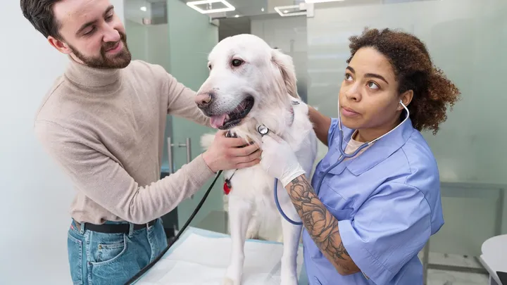 Castração gratuita de cães e gatos em Sorocaba