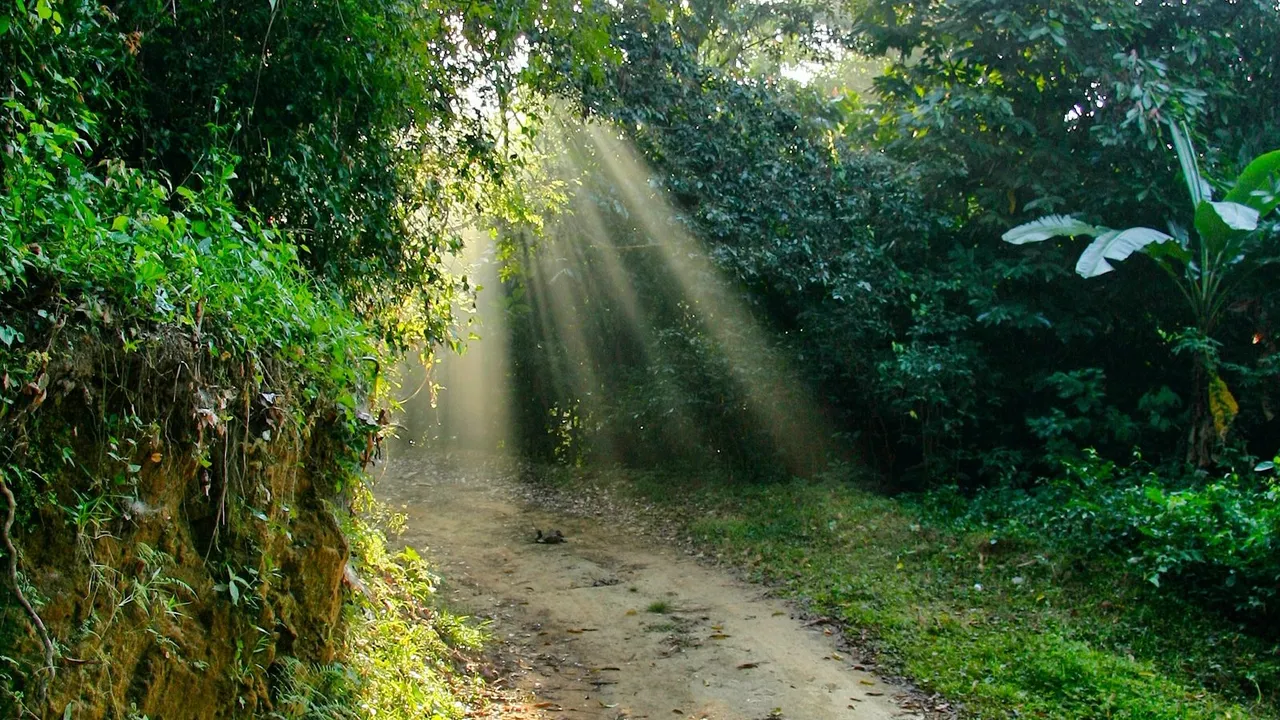 Trilha na floresta com raios de sol entre as árvores