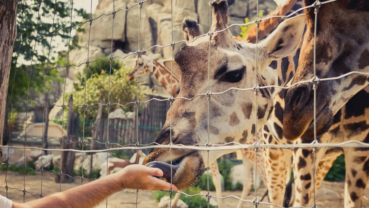 Girafas em um recinto de zoológico observadas por visitantes